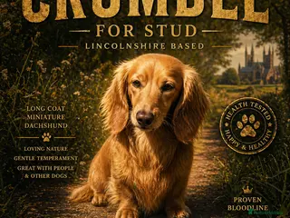 Miniature Dachshund dogs Crumble for stud - Advert 12