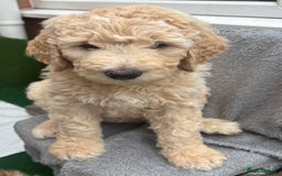 Goldendoodle dogs for sale: Moyen golden doodle just 1 left  - Image 1