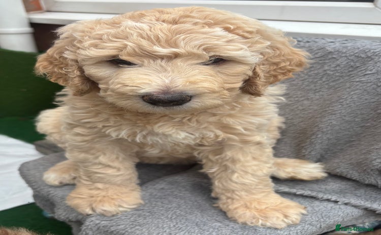 Goldendoodle dogs - Advert 1