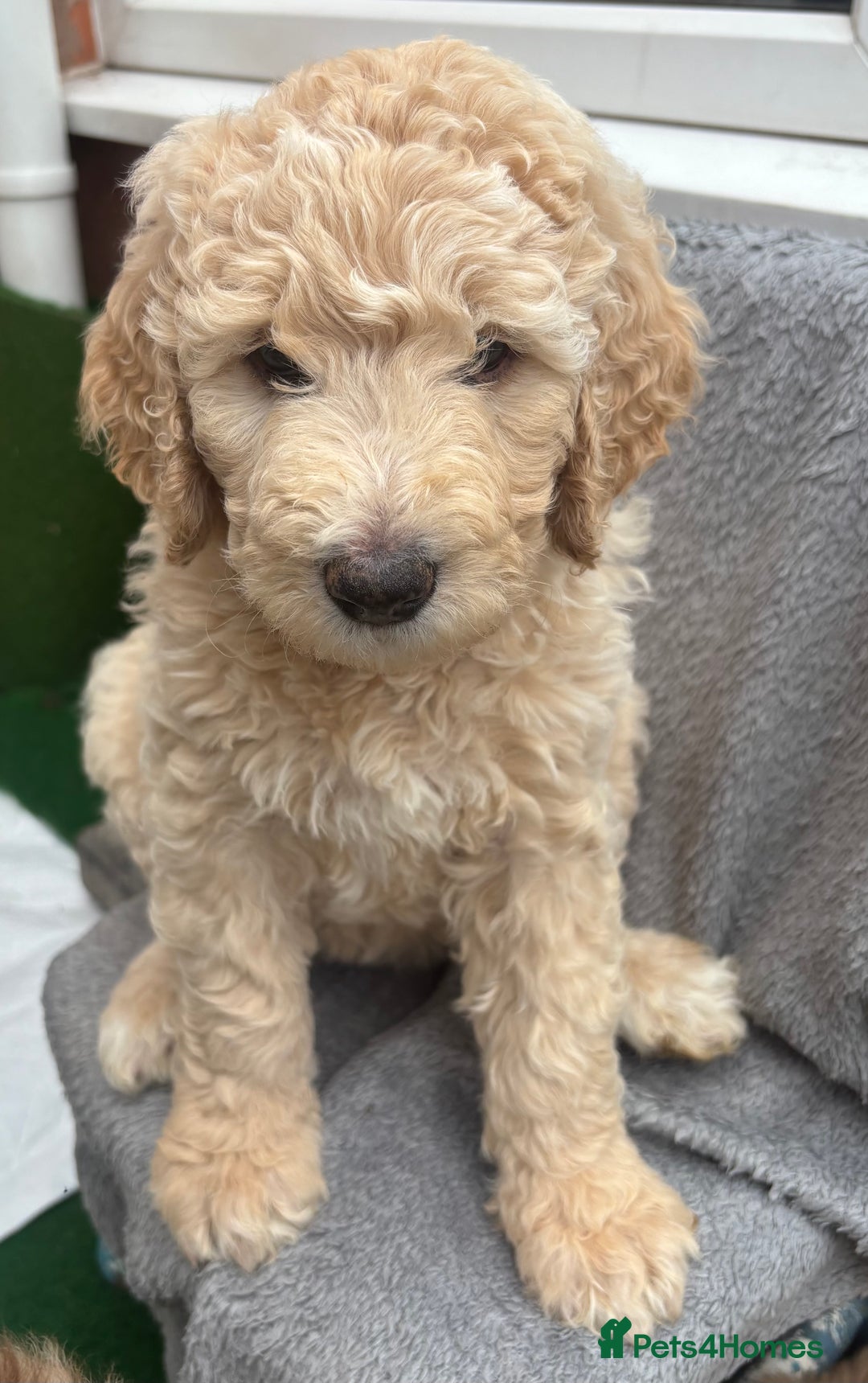 Goldendoodle dogs for sale: Moyen golden doodle just 1 left  - Image 1