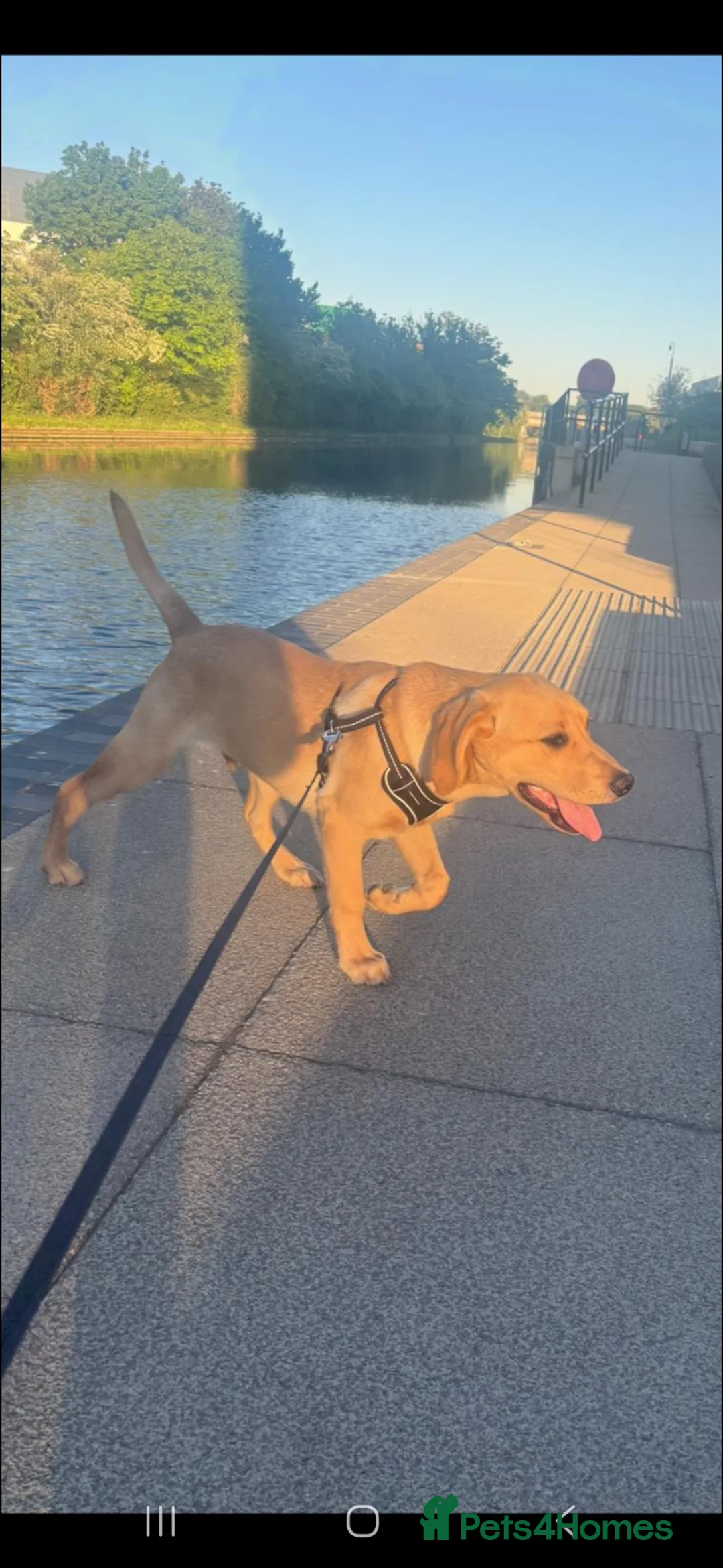 Labrador Retriever dogs for sale: 6 month old labrador  in Hayes - Advert 2