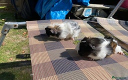 Guinea Pig rodents for sale: Peruvian cross Silkie Longhaired Guineapig Babies - Image 4