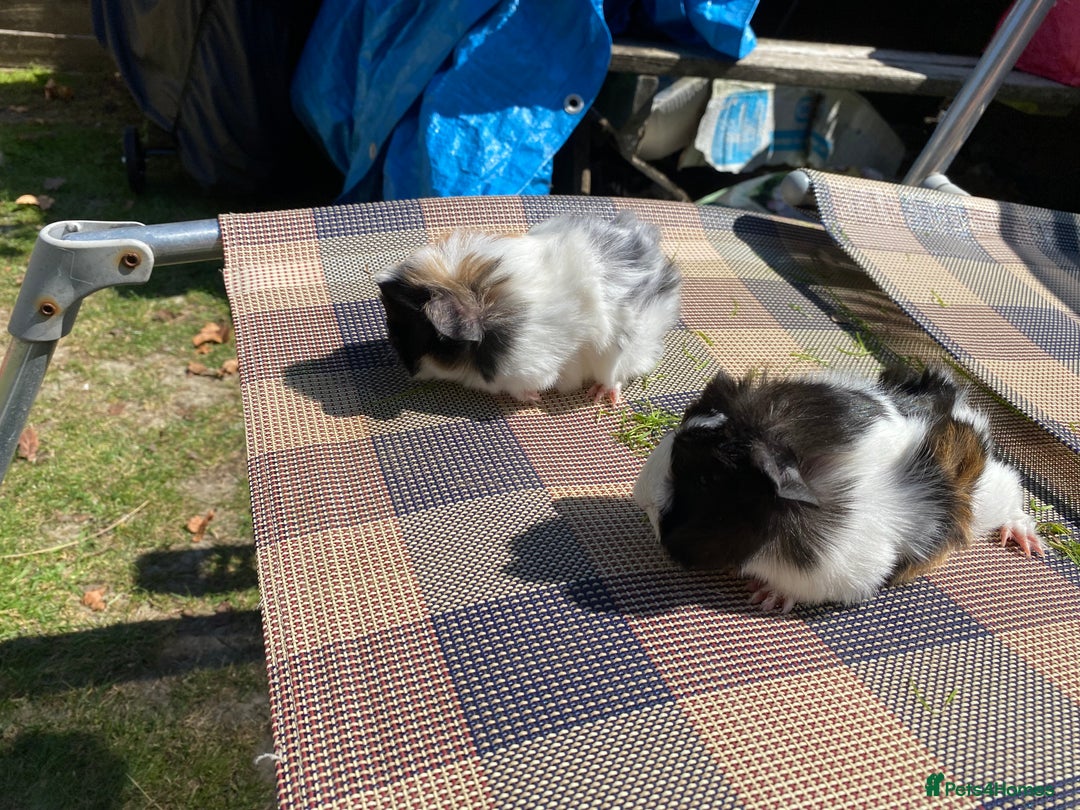 Guinea Pig rodents for sale: Peruvian cross Silkie Longhaired Guineapig Babies - Image 4