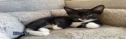 European cats for sale: Kittens  in Braintree - Advert 5