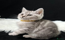 British Shorthair cats for sale: GCCF British short hair kittens for loving homes  - Image 8