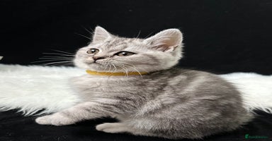 British Shorthair cats - Advert 10