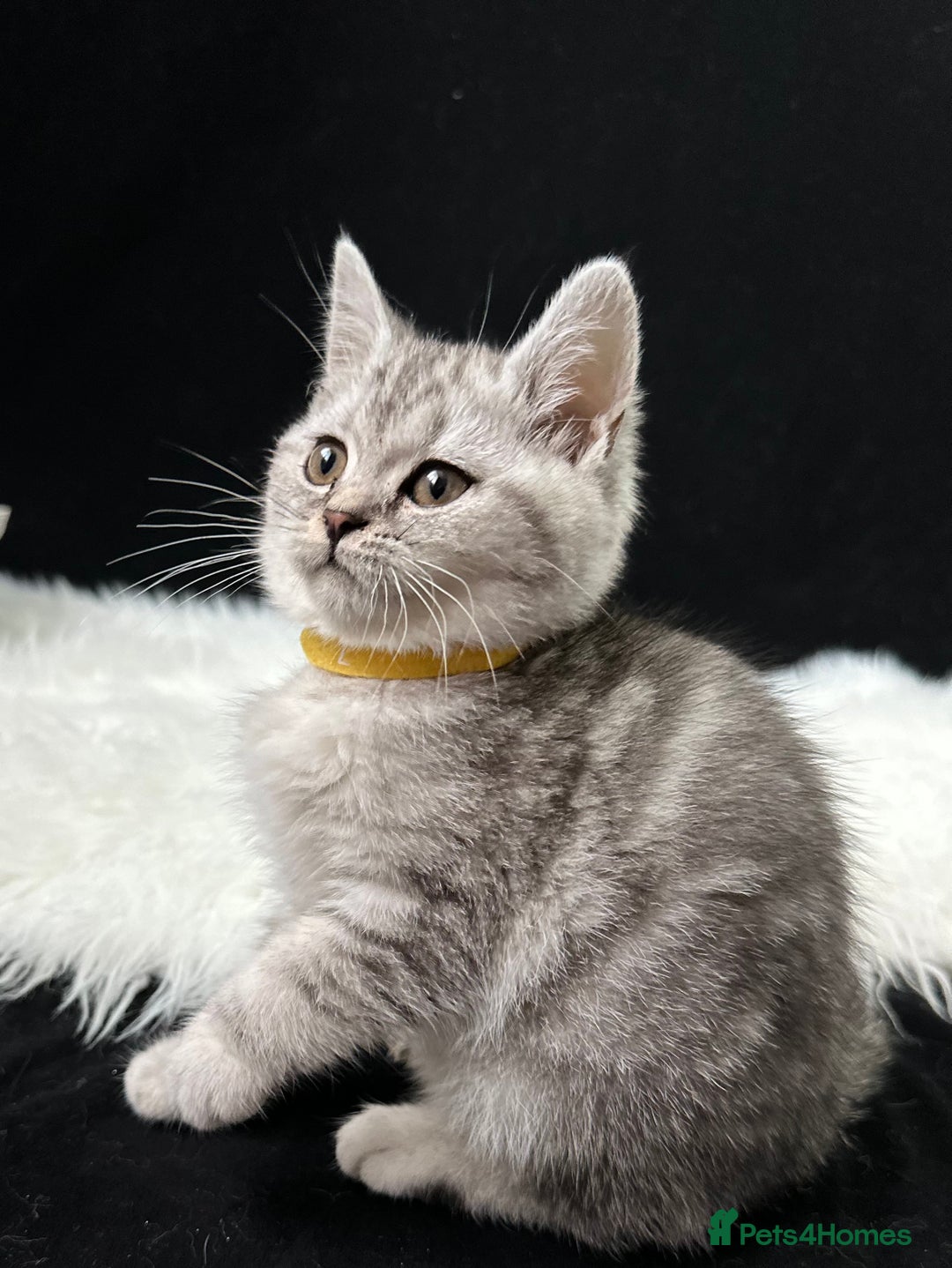 British Shorthair cats for sale: GCCF British short hair kittens for loving homes  - Image 8