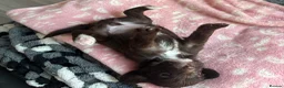 Labradoodle dogs for sale: Adorable miniature Labradoodle puppies  - Advert 2