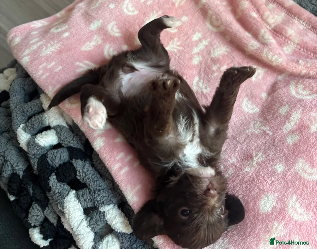Labradoodle dogs for sale: Adorable miniature Labradoodle puppies  - Advert 2