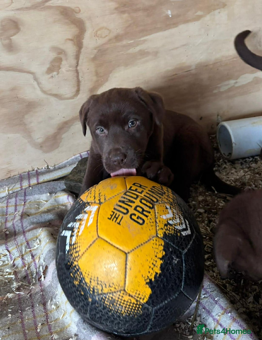 Mixed Breed dogs for sale: Chunky Chocolate Labrador cross Sheepdog - Advert 13