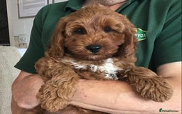 Labradoodle dogs for sale: 5* F1B Mini Labradoodles - health tested  - Image 33