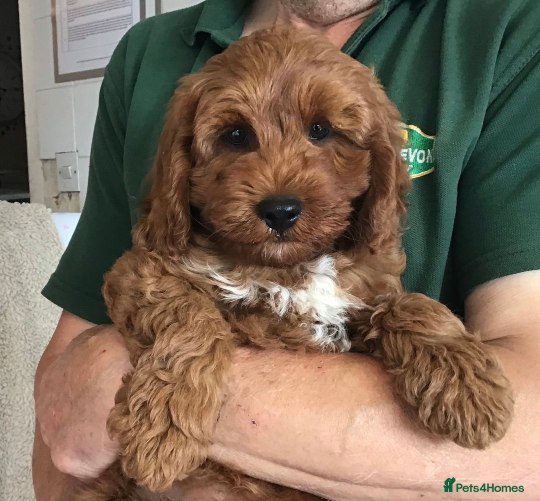 Labradoodle dogs for sale: 5* F1B Mini Labradoodles - health tested  - Image 33
