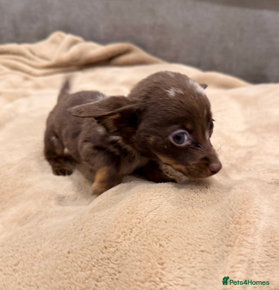 Mixed Breed dogs for sale: Mini Dachshund–Pomchi Pups - Advert 4