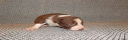 Border Collie dogs for sale: Full Breed Border Collie Puppies in Congleton - Advert 8