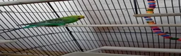 Budgerigars birds for sale: Two lady budgies ready for a new home - Advert 6