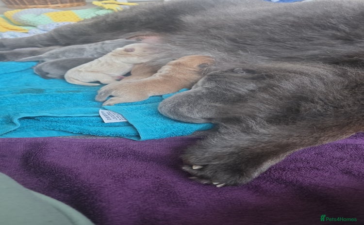 Chow Chow dogs 7 beautiful chow chow for sales - Advert 1