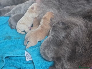 Chow Chow dogs 7 beautiful chow chow for sales - Advert 3