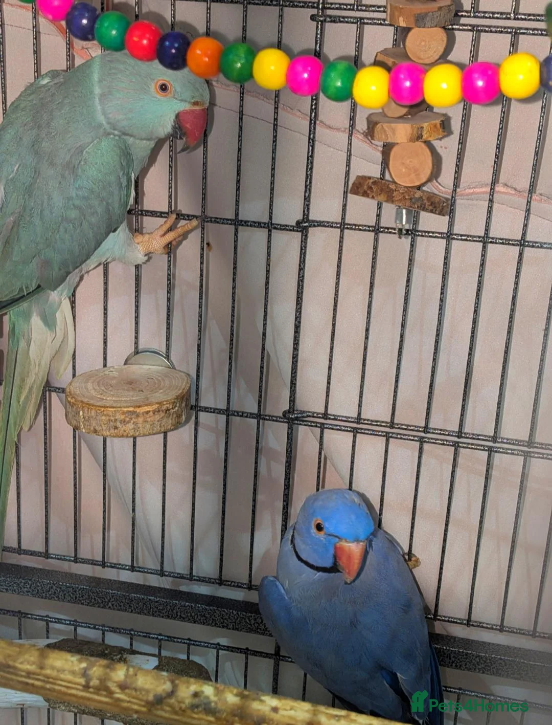 Ringnecks birds for sale: Breeding pair of violet and blue + CAGE - Advert 2