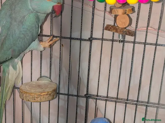 Ringnecks birds for sale: Breeding pair of violet and blue + CAGE - Advert 2