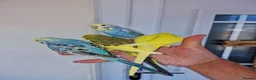 Budgerigars birds for sale: Super silly hand tamed baby budgies  - Advert 23