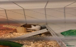 Hamster rodents for sale: Beautiful Syrian hamster - Image 3