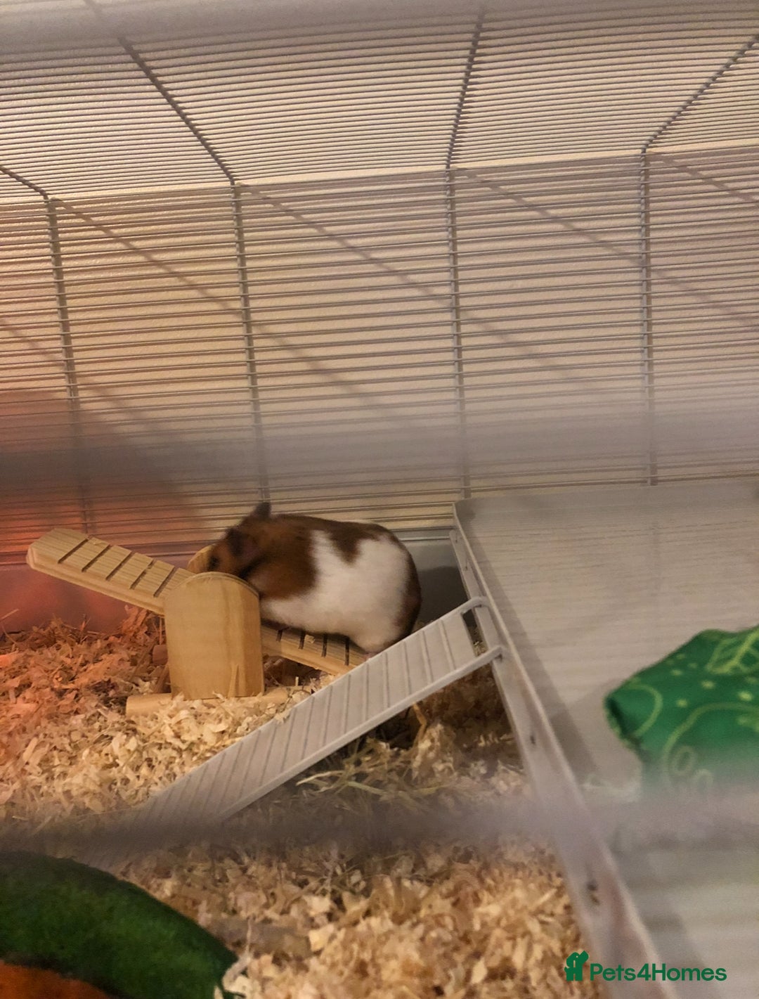 Hamster rodents for sale: Beautiful Syrian hamster - Image 3