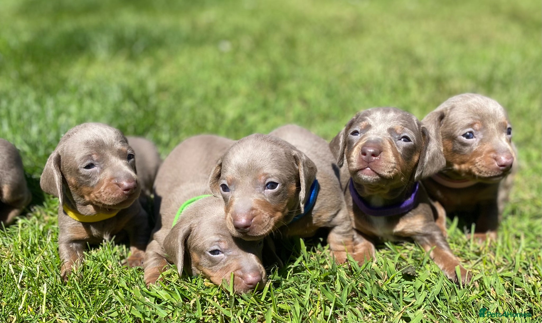 Miniature Dachshund dogs Miniature Dachshund KC Reg Smooth Haired Puppies - Advert 8