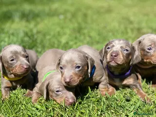 Miniature Dachshund dogs Miniature Dachshund KC Reg Smooth Haired Puppies - Advert 1
