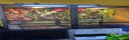 Chameleon reptiles for sale: Male panther chameleon in Birmingham - Advert 3