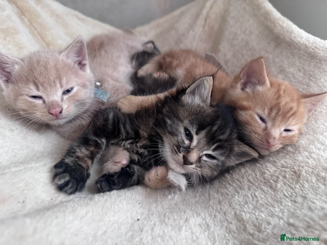 Mixed Breed cats for sale: Last remaining kittens  - Advert 1