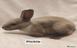 Rex rabbits for sale: Baby Purebred Rex Rabbits For Sale - Image 7