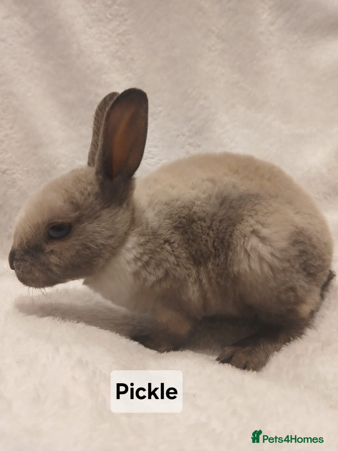 Rex rabbits for sale: Baby Purebred Rex Rabbits For Sale - Image 7