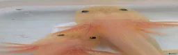 Axolotl reptiles for sale: Baby axolotls available  - Advert 6