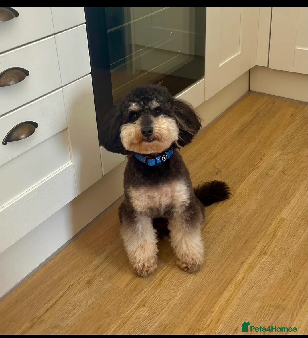 Mixed Breed dogs for sale: Stunning Litter of Sproodles 🤎🖤 - Advert 13