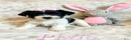 Biewer Terrier dogs for sale: Pure Biewer pups  in High Peak - Advert 10