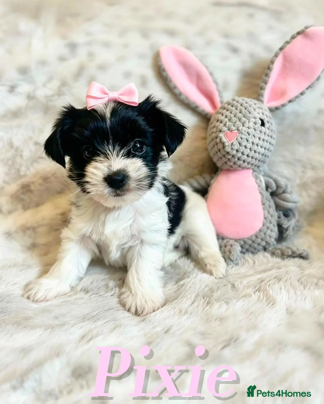 Biewer Terrier dogs for sale: Pure Biewer pups  in High Peak - Advert 10