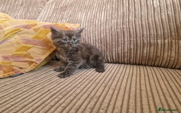 Maine Coon cats for sale: Maine coon cross - Image 11