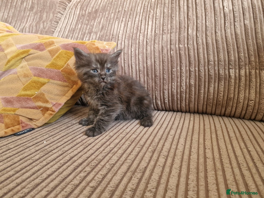 Maine Coon cats for sale: Maine coon cross - Image 11