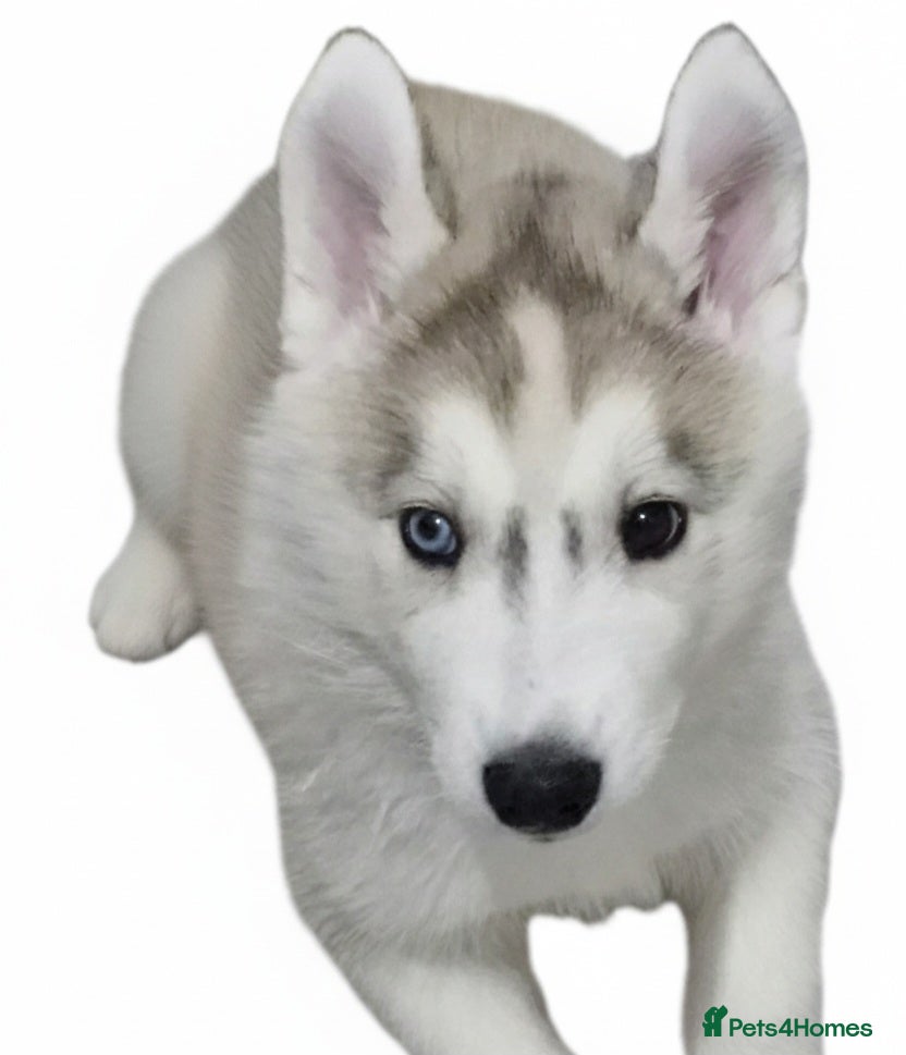 Siberian Husky dogs ​🐺 last chunky husky boy - READY TODAY! 🐺  - Advert 3