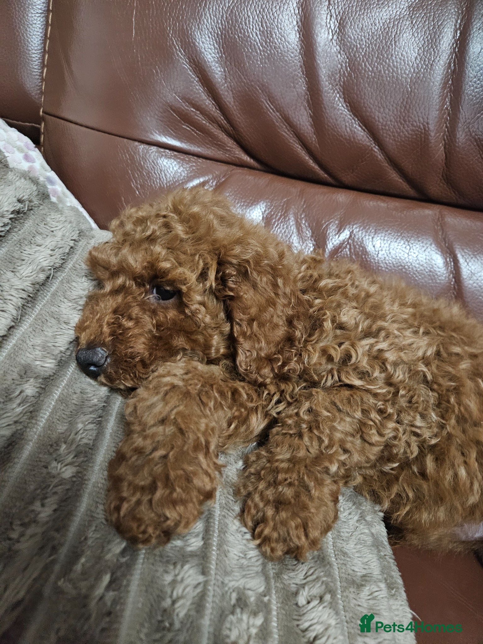 Miniature Poodle dogs Beautiful red kc mini poodles - Advert 3