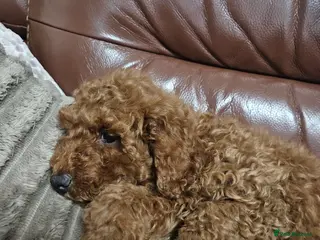 Miniature Poodle dogs Beautiful red kc mini poodles - Advert 3