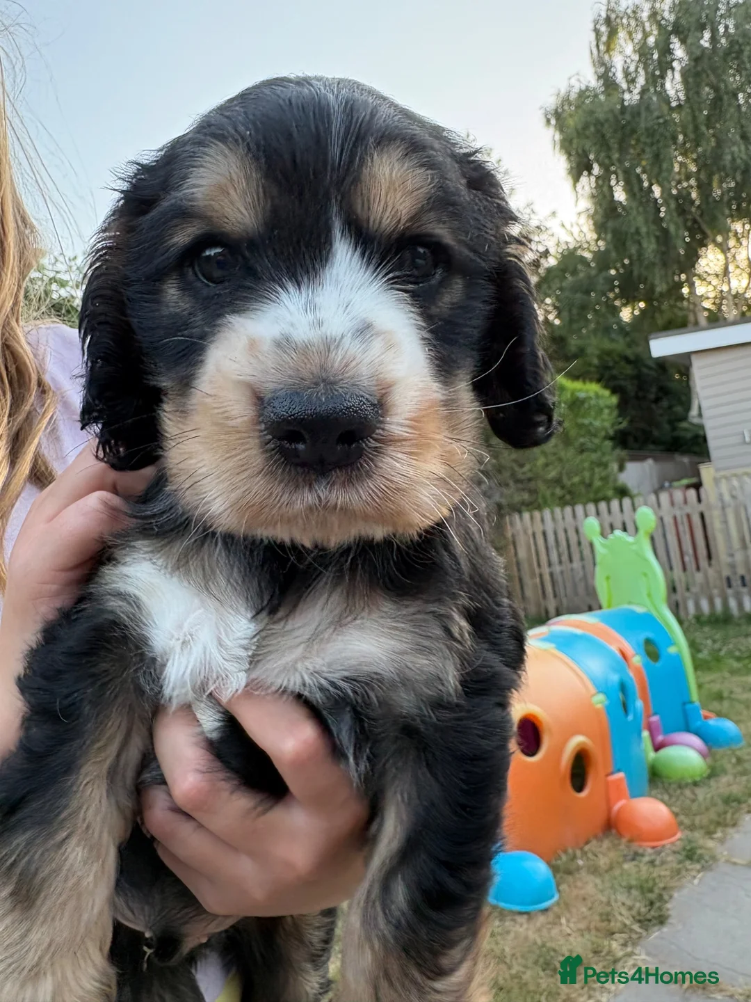 Cocker Spaniel dogs for sale: Last Kc reg male show type cocker spaniel  - Advert 2