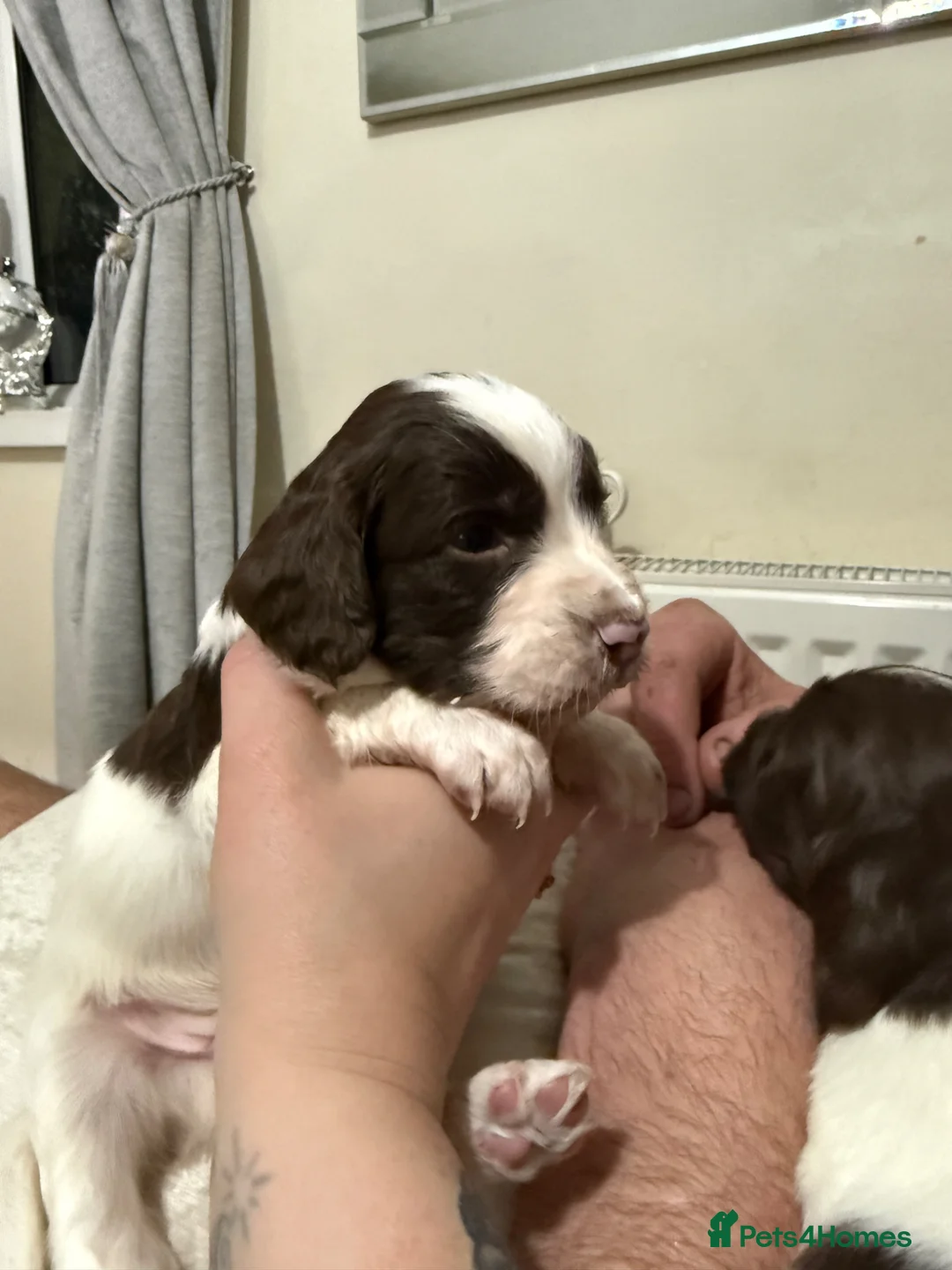 English Springer Spaniel dogs for sale: Springer spaniel puppy in Horsham - Advert 8