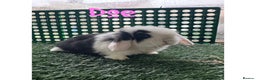 Mini Lop rabbits for sale: Pure breed mini lop  - Advert 1