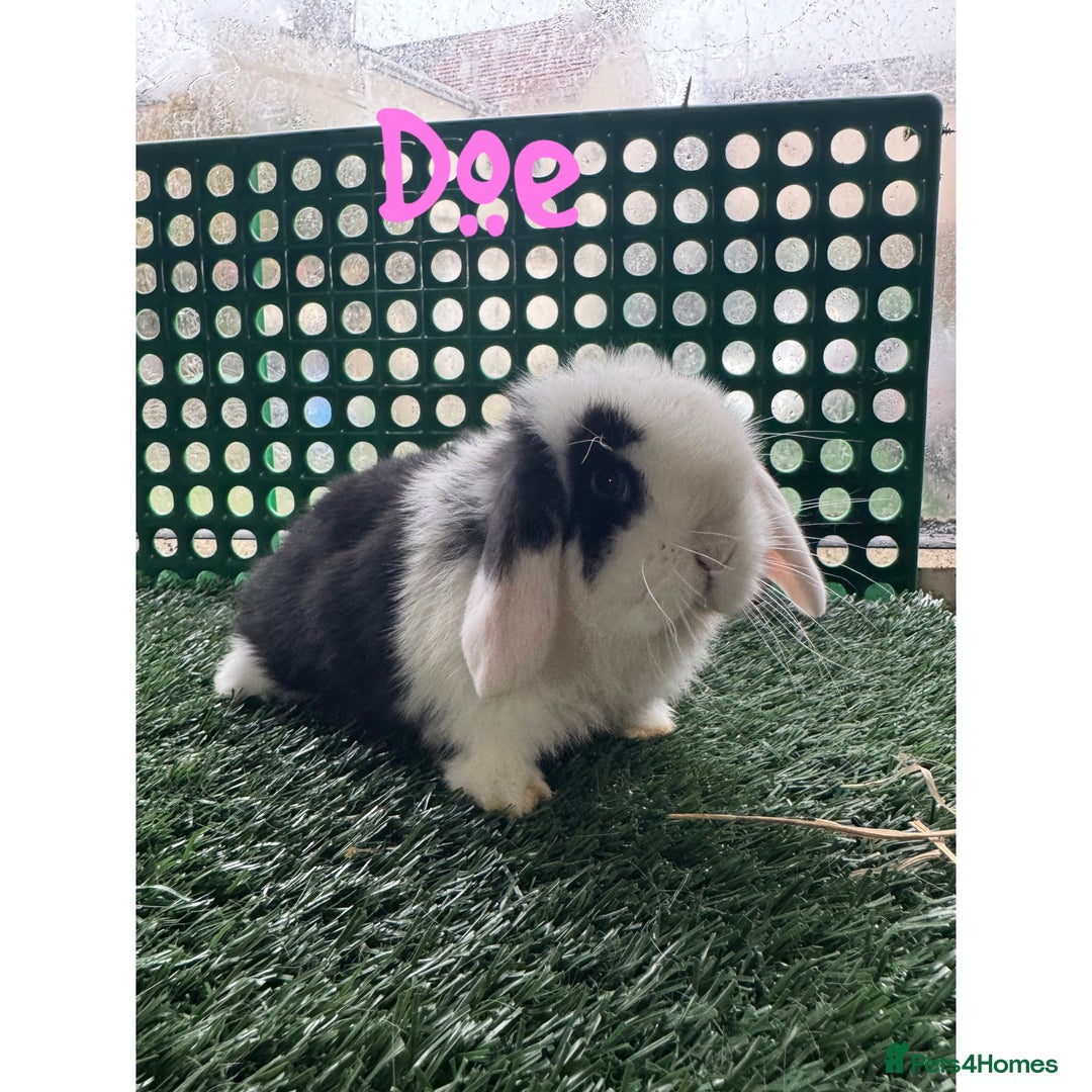 Mini Lop rabbits for sale: Pure breed mini lop  - Advert 1