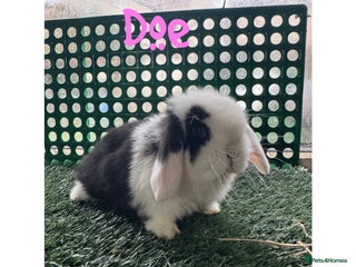 Mini Lop rabbits Pure breed mini lop - Advert 2