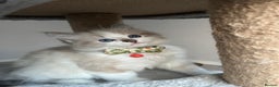 Ragdoll cats for sale: Registered Ragdolls kittens for sale LAST BOY - Advert 32