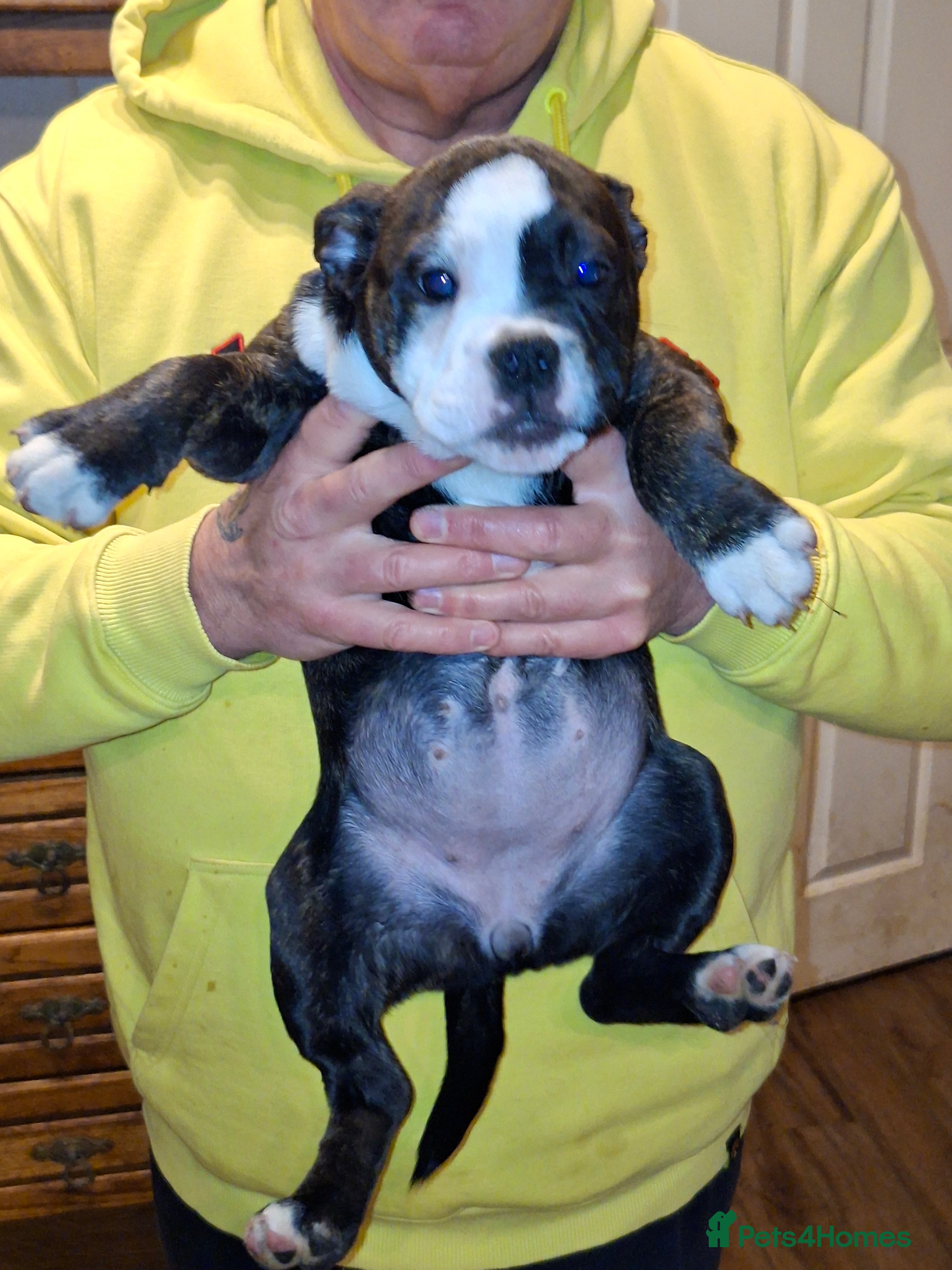 Mixed Breed dogs Big beautiful Bull Staffs  - Advert 1