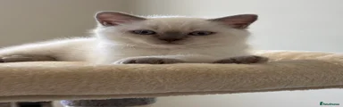 British Shorthair 2