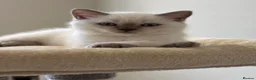 British Shorthair cats for sale: British shorthair colourpoint kittens - Advert 13